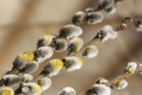 Honor Easter Twigs Willow Blossoming Earrings Closeup — Stock Photo, Image