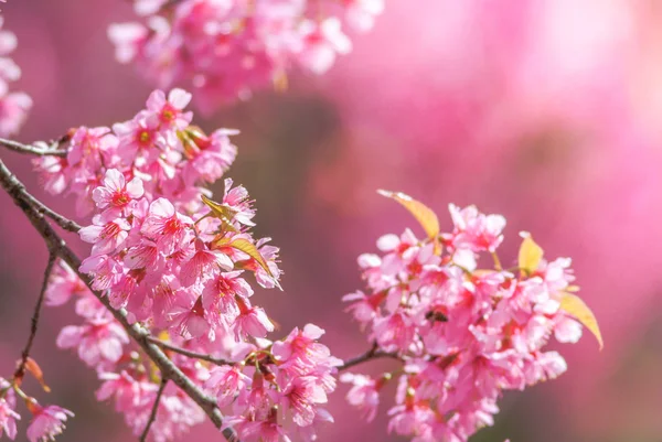 Cseresznyevirág Tavasszal Puha Fókusszal Elmosódott Tavaszi Cseresznyevirág Bokeh Virág Háttér — Stock Fotó