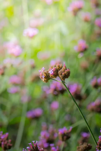 Imagen Fondo Las Flores Colores Naturaleza Fondo — Foto de Stock