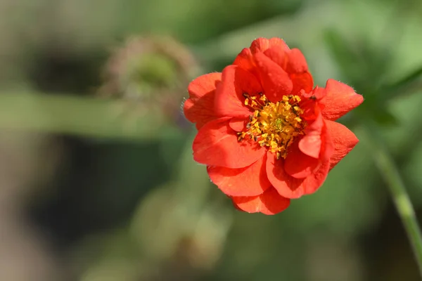 stock image Cinquefoil Gibsons Scarlet - Latin name - Potentilla Gibsons Scarlet