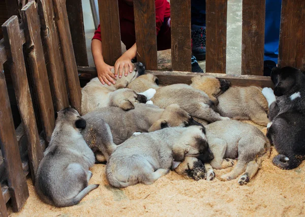 Turkiska Ras Herde Hund Valpar Kangal Som Boskap Bevakning Hund — Stockfoto