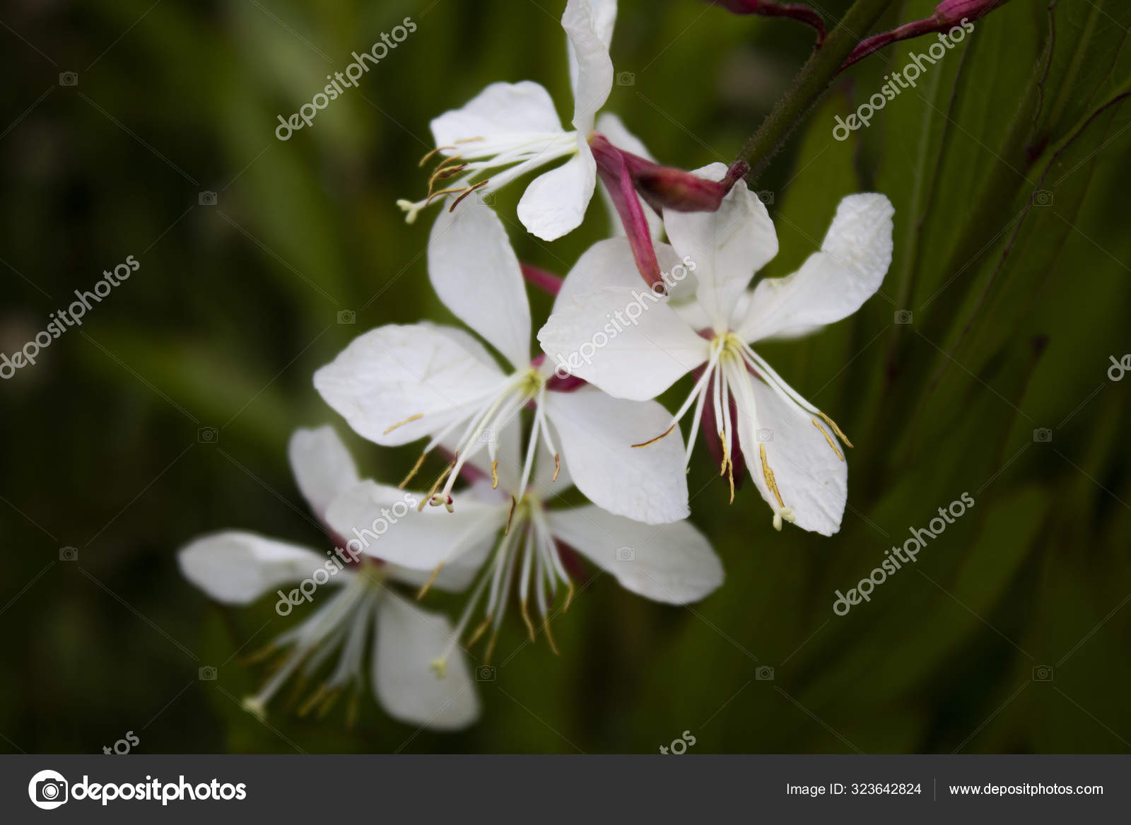 Macro Detalle Flor Blanca Como Una Orquídea Pequeña: fotografía de stock ©  YAYImages #323642824 | Depositphotos