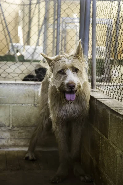 Perros Abandonados Enjaulados Mascotas Buscando Adopción Pena Tristeza — Foto de Stock