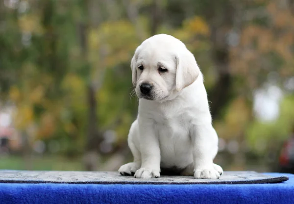 Mały Żółty Szczeniak Labrador Siedzi Niebieskim Tle — Zdjęcie stockowe