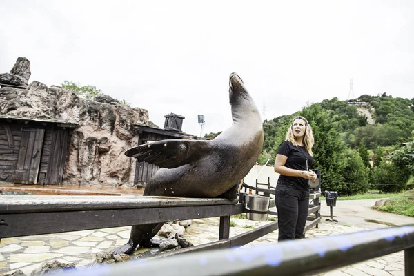 Show Leões Marinhos Show Com Detalhes Animais Marinhos — Fotografia de Stock