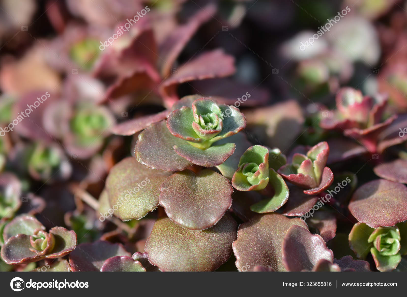 Stonecrop Dragons Blood Latin Name Sedum Spurium Schorbuser Blut Stock Photo Image By C Yayimages Stonecrop Dragons Blood Latin Name Sedum Spurium Schorbuser Blut Stock Photo Image By C Yayimages