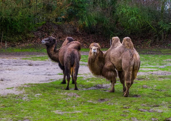 Deux Beaux Chameaux Bactriens Ensemble Dans Pâturage Animaux Domestiques Asie — Photo