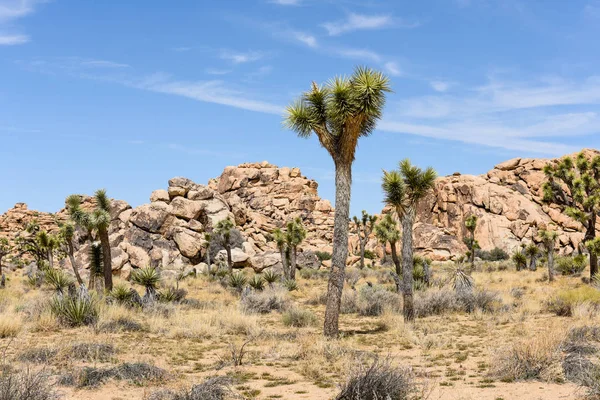Joshua Träd Yucca Brevifolia Pojke Scout Spår Joshua Tree National — Stockfoto