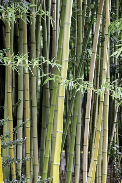 Bamboo plants, detail of a Japanese Zen garden