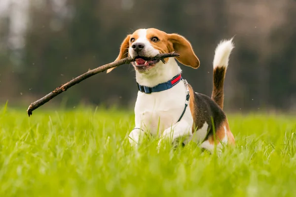 春の間緑のフィールドに棒で犬のビーグルは カメラに向かって実行されます — ストック写真
