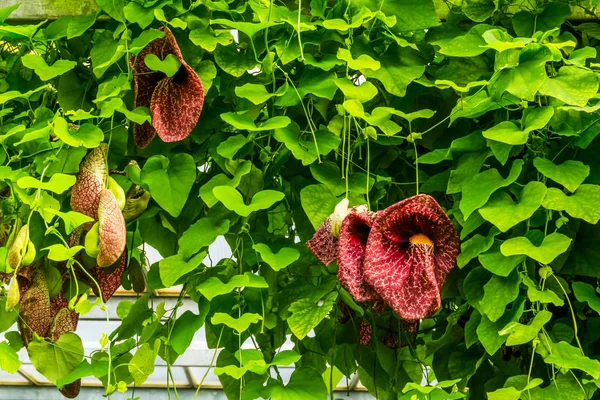 Holandská Vinná Réva Krásná Dekorativní Zahrada Domácí Rostlina Oblíbená Tropická — Stock fotografie