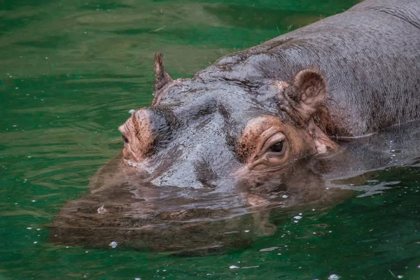 Paarse Huid Nijlpaard Zwemmen Water — Stockfoto