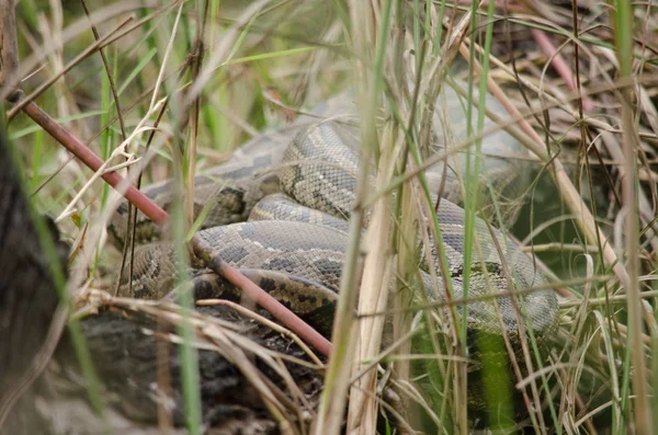 비단뱀 Reticulted Python 동남아시아에서 발견되는 비단뱀의 일종이다 세계에서 뱀이며 파충류이다 — 스톡 사진