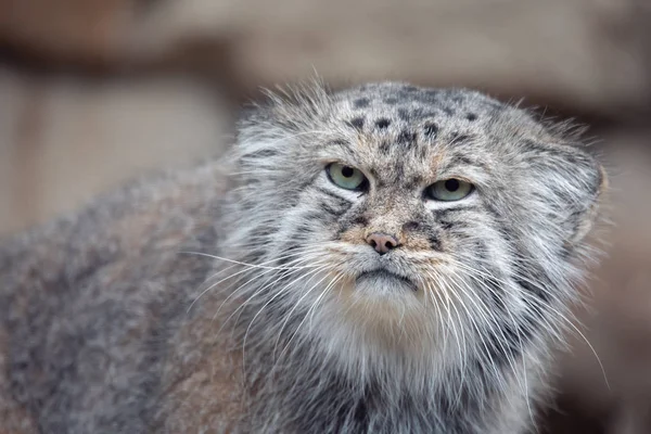 Retrato Hermoso Gato Gato Pallas Otocolobus Manul Descansando Pequeño Gato — Foto de Stock