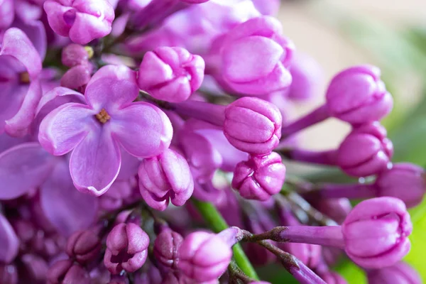 Квіти Бузку Цвітуть Травні Вибірковий Фокус — стокове фото
