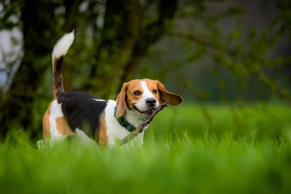春に緑の畑に棒で犬のビーグル — ストック写真
