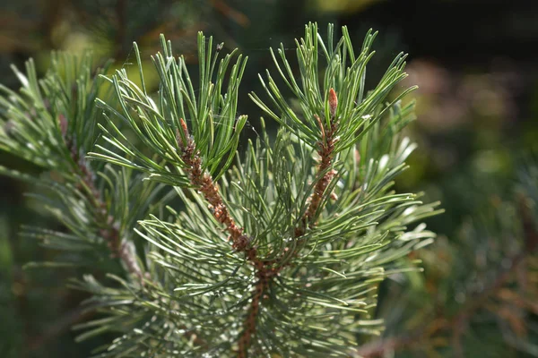 Dwarf Mountain Pine Latin Name Pinus Mugo — Stock Photo, Image