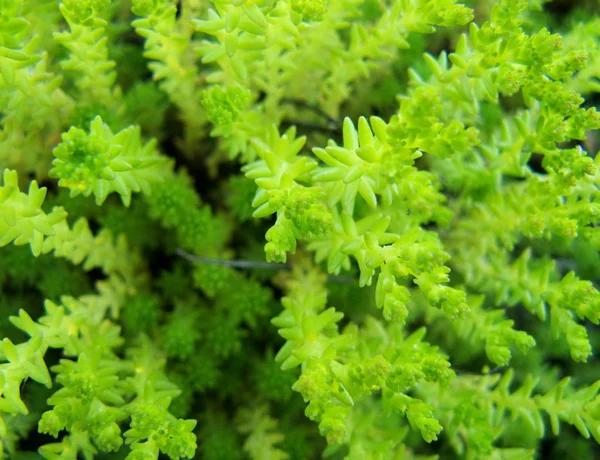 Zielona Roślina Wygląda Jak Wodzie Życia Jeden — Zdjęcie stockowe