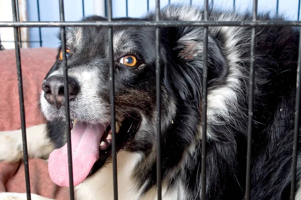 Border Collie Dog Pound Pet Store — Stock Photo, Image