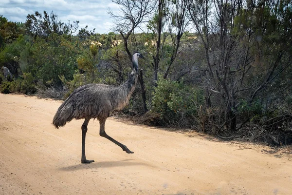 Aves Del Emu Australiano Cruzando Camino Arenoso Australia Occidental — Foto de Stock