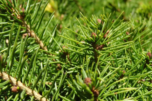 Beautiful Green Branches Pine Spruce Background — Stock Photo, Image