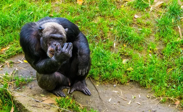 Banco de imagens : animais selvagens, mamífero, fauna, Primata, chimpanzé,  nariz, vertebrado, Macaco velho mundo, Grande macaco, Chimpanzé comum, Novo  mundo macaco 4683x3233 - - 1238636 - Imagens Gratuitas - PxHere