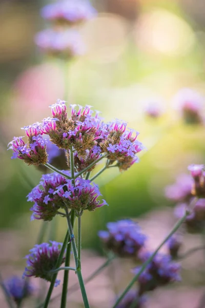 Imagen Fondo Las Flores Colores Naturaleza Fondo — Foto de Stock