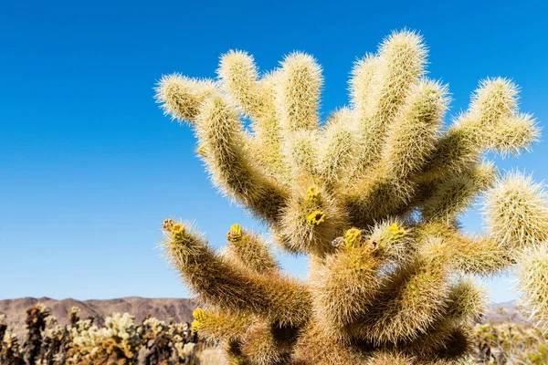 Cholla Cactus Cylindropuntia Bigelovii Γνωστή Teddy Bear Cholla Στον Κήπο — Φωτογραφία Αρχείου