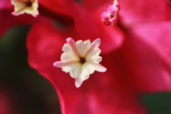 Kis Fehér Piros Virág Közelről — Stock Fotó