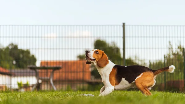 緑の庭の公園でボールでビーグル犬がジャンプして遊んで たくさんの楽しみを持っています — ストック写真