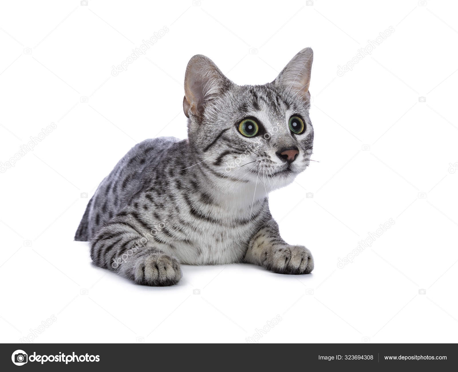 Egyptian Mau Cat Kitten White — Stock Photo © YAYImages #323694308