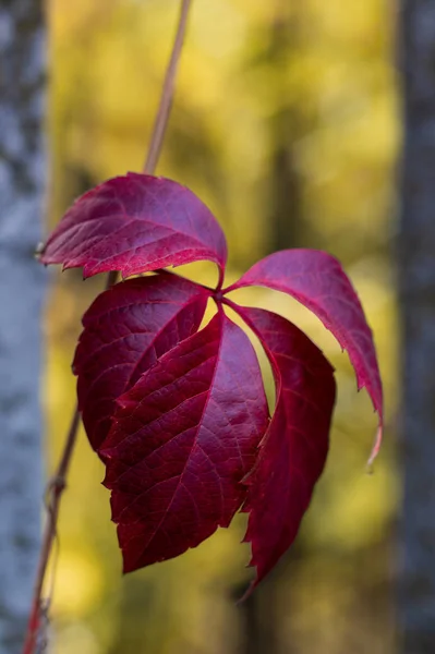 Červený List Žlutém Rozmazaném Pozadí Podzimním Parku Lezecká Rostlina — Stock fotografie