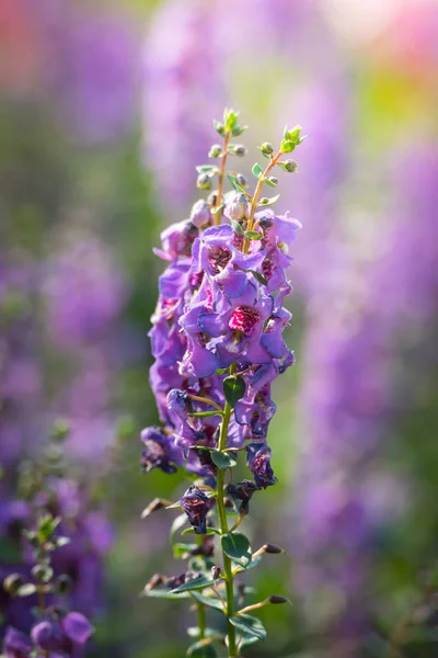 Imagen Fondo Las Flores Colores Naturaleza Fondo — Foto de Stock