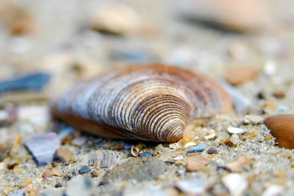 Macro Shot Différentes Coquilles Dans Sable — Photo