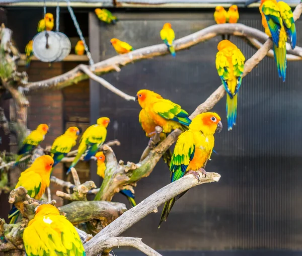 Aviculture Színes Napraforgó Papagájok Ágak Madárházban Népszerű Háziállatok Amerikából Veszélyeztetett — Stock Fotó