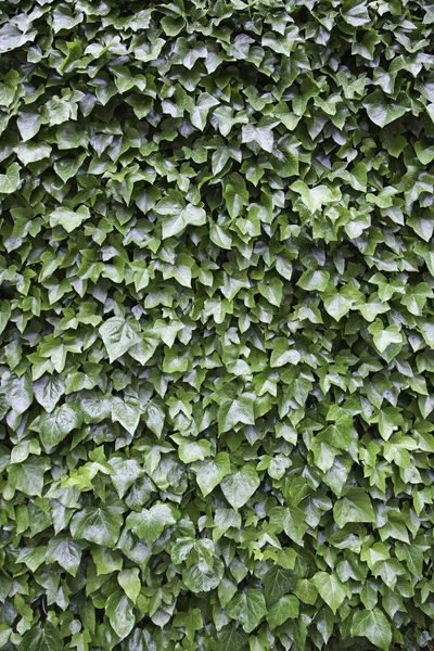 Ivy wall, detail of a wall of green plants, botanical garden