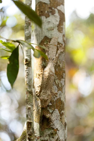 木の樹皮に覆われたモッシーの葉の尾のケコ ウロプラトスSikore Geckoは その周囲と一致するように肌の色を変更する能力を持ちます アンダシベ国立公園 アナマザトラ マダガスカルの野生動物 — ストック写真