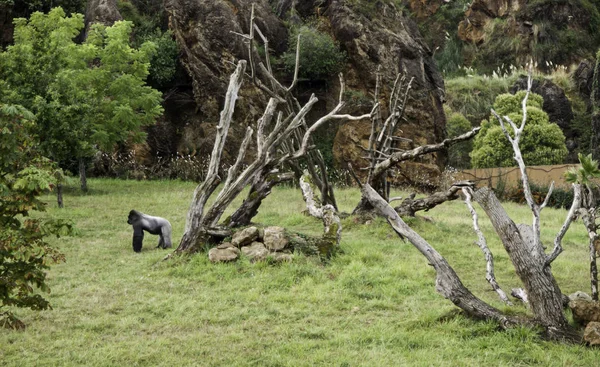 Gorilla in the nature, detail of an endangered animal