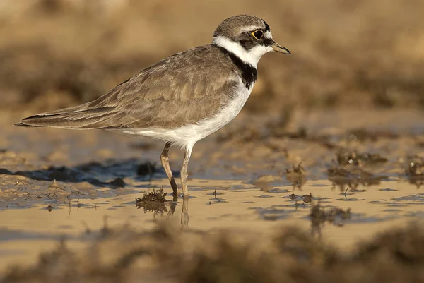 Little Ringed Plover Charadrius Dubius Looking Food Water Mud — Stock Photo, Image