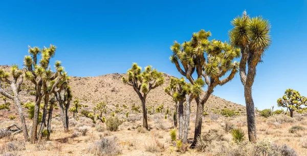 Joshua Trees Yucca Brevifolia California Riding Hiking Trail Hidden Valley — Stock Photo, Image