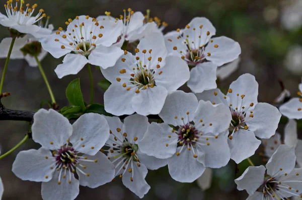 Grønn Med Fersk Blomst Plommetre Eller Blomst Prunus Domestica Park – stockfoto