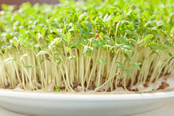 Garden cress (Lepidium sativum) is a fast-growing, edible herb that is botanically related to watercress and mustard, sharing their peppery, tangy flavor and aroma.