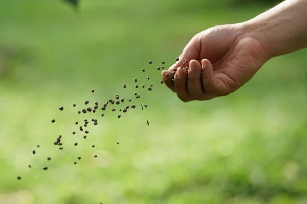 Man\'s hand is sowing fertilizer. Important steps to take care of plants.