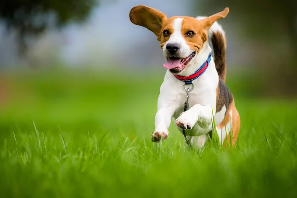 春には緑の草原を走り 舌で飛び跳ねる犬のビーグル — ストック写真
