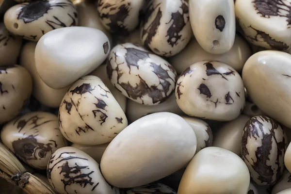 Sayuran Gading Kacang Tagua Phytelephas Macrocarpa Biji Olahan Tanaman Gading — Stok Foto