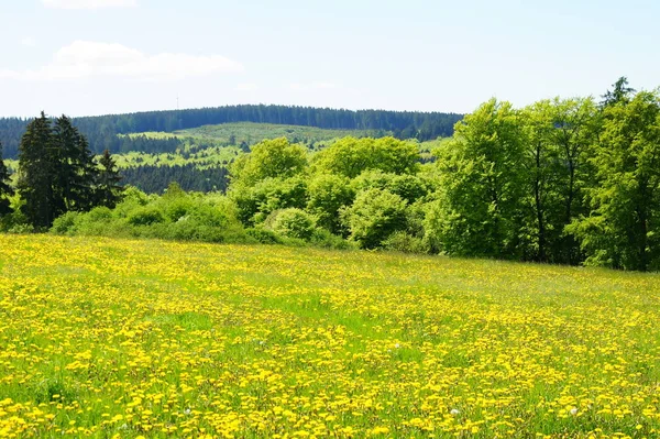 Vista Del Hermoso Paisaje Del Campo Con Flores Verano — Foto de Stock