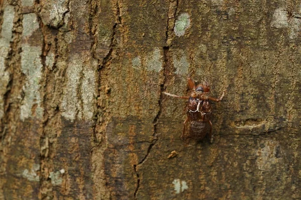 Cicada to shed their skin the body to fly strong.