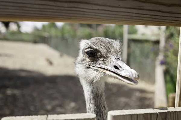 オストリッチの頭市内の動物園の大きな鳥の詳細 — ストック写真