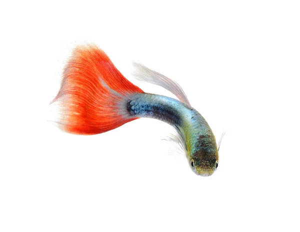 Schöne Guppy Isoliert Auf Schwarzem Hintergrund — Stockfoto