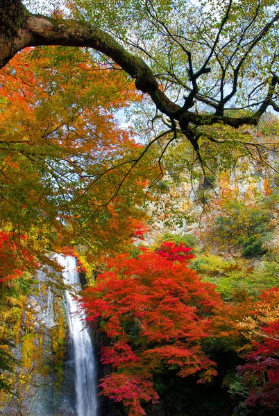 Φθινοπωρινά Φύλλα Σφενδάμου Στον Καταρράκτη Μίνο Στην Οσάκα Της Ιαπωνίας — Φωτογραφία Αρχείου